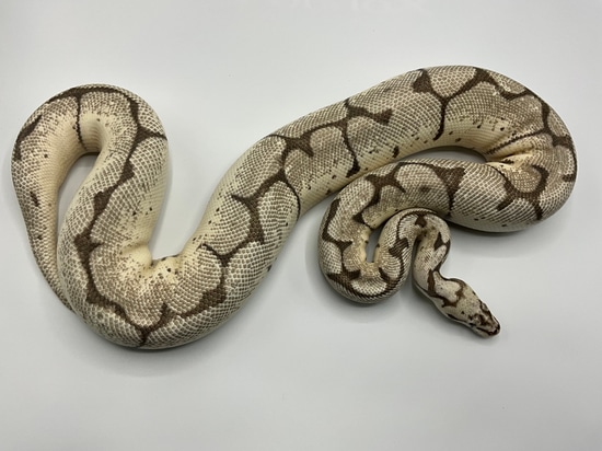 VPI Axanthic Firefly Spider Ball Python by Paint Jobs & Patterns