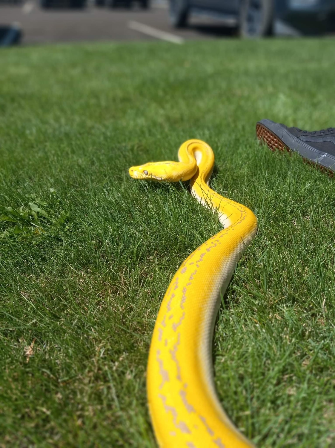 Purple Golden Child 100% Het For Genetic Stripe Reticulated Python by ...