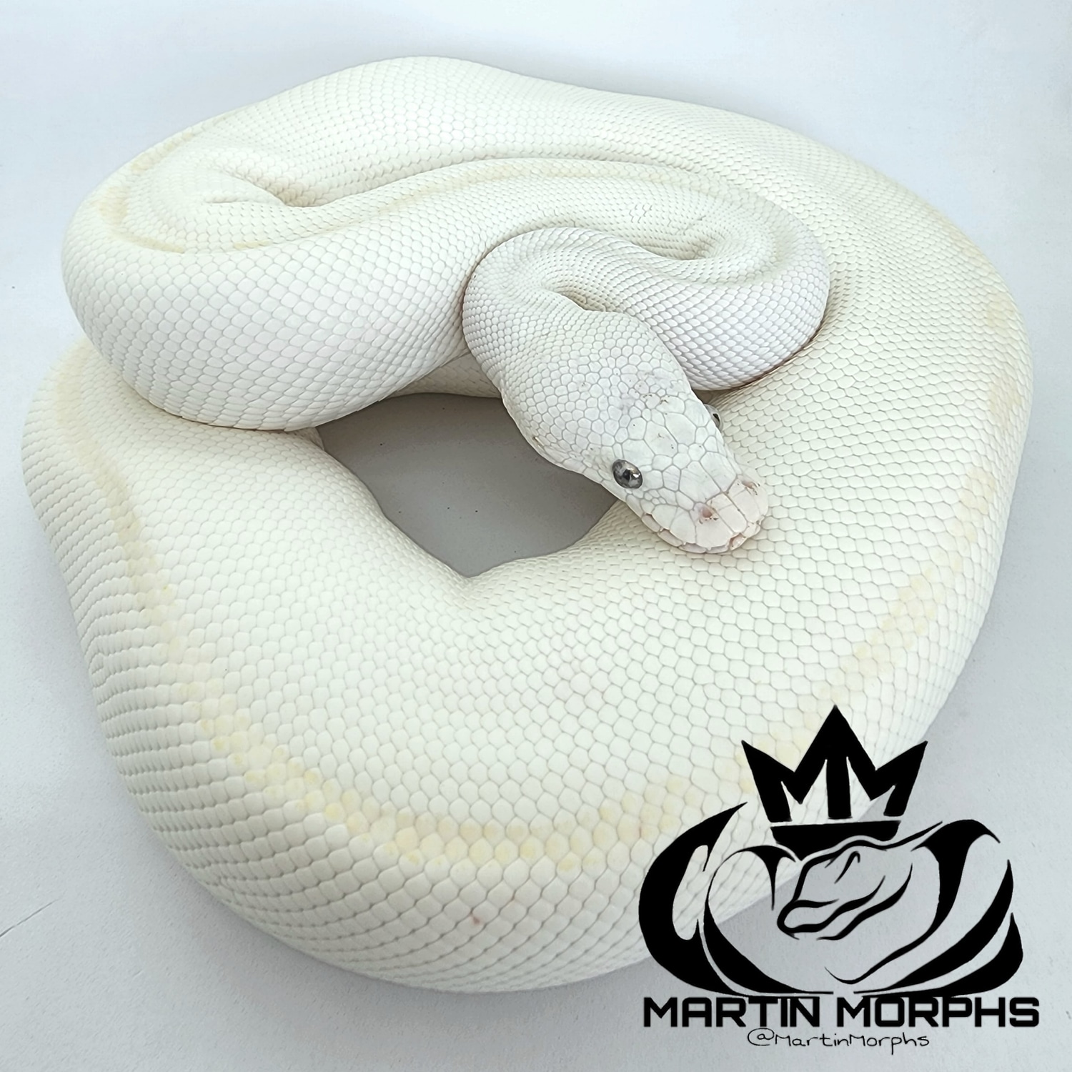 Blue Eyed Lucy Super Russo Ball Python by Martin Morphs - MorphMarket
