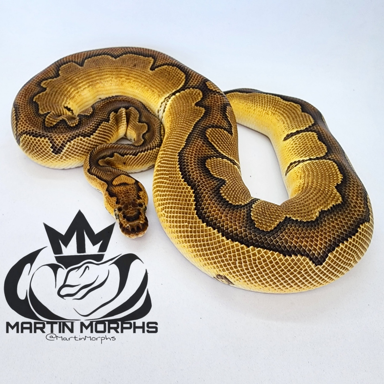 Black Pastel Enchi Clown Ball Python by Martin Morphs MorphMarket