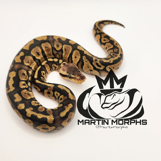 Cinder Pastel 66% Het. Clown Ball Python by Martin Morphs