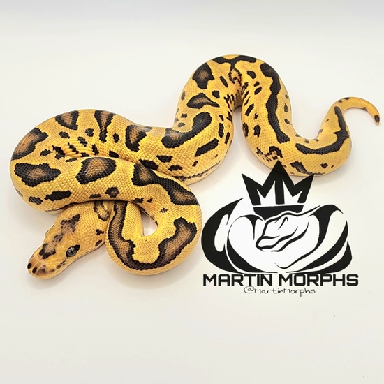 High Intensity Orange Dream Fire Leopard Clown 50% Het. Piebald (Pos ...
