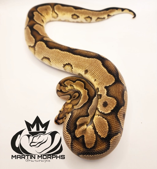 Yellow Belly Clown 100% DH VPI AXANTHIC / PIEBALD Ball Python by Martin ...