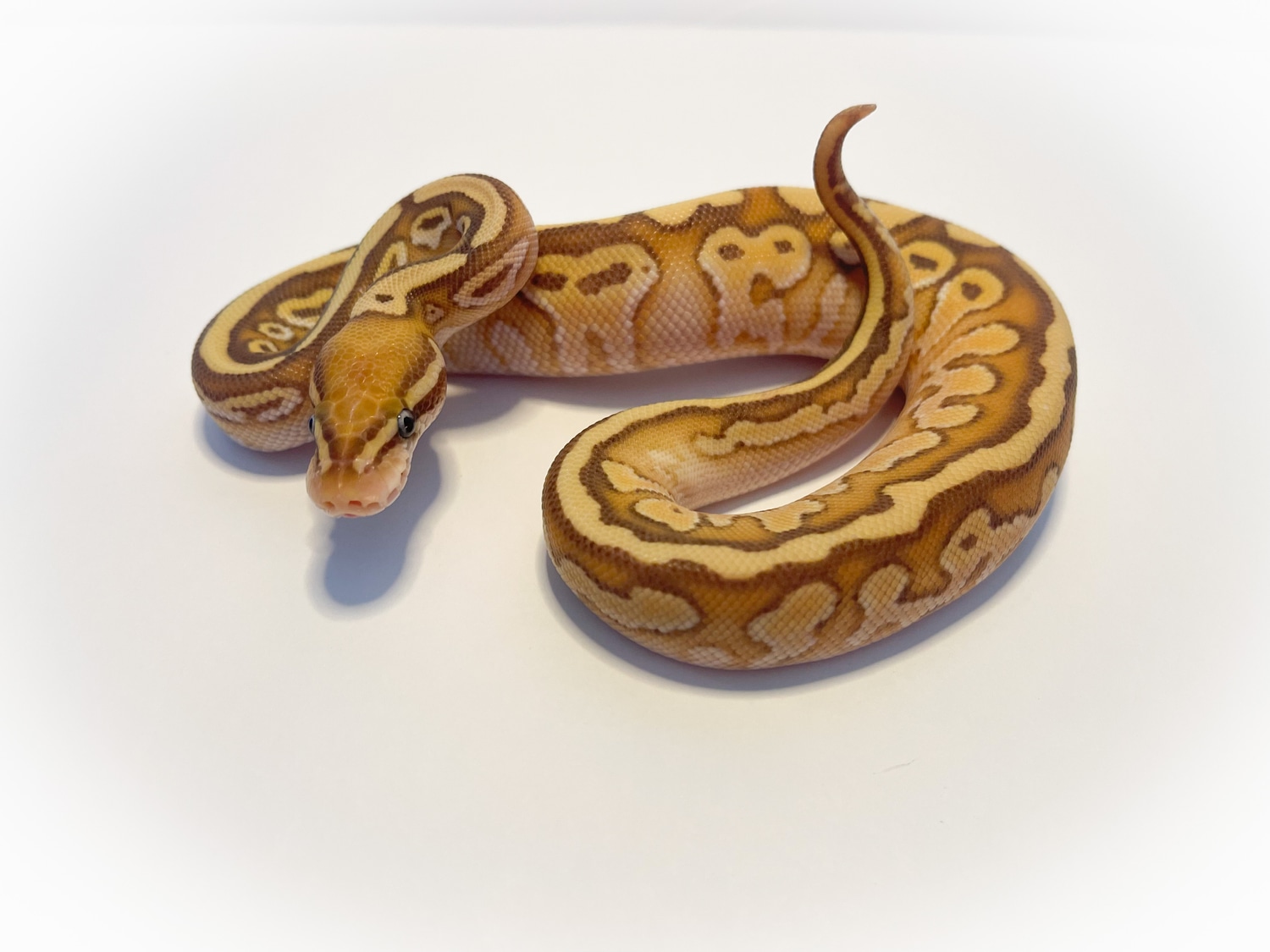 Banana Lesser 100 Het Piebald Ball Python by CM Ballz, LLC MorphMarket