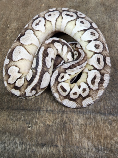 Tsk Axanthic Lesser Vanilla Ball Python by Conners reptiles