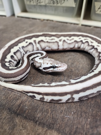 Krg Pastel Lesser Leopard 1500 Ball Python by Conners reptiles