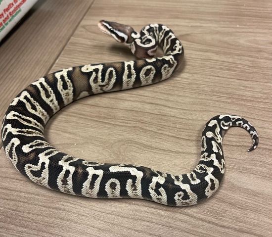 Pastel GHI Axanthic Het Clown Ball Python by Hold My Balls, LLC