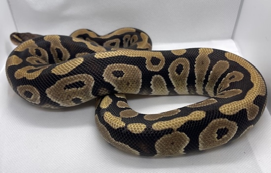 Mystic 50% Het DG Ball Python by Hold My Balls, LLC
