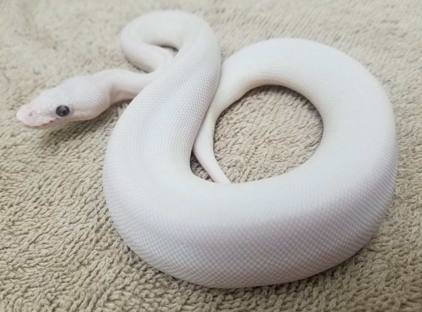 Super Lesser BEL Ball Python by Harris Herps - MorphMarket