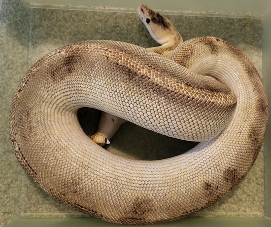 Pastel Champagne Ball Python by Harris Herps