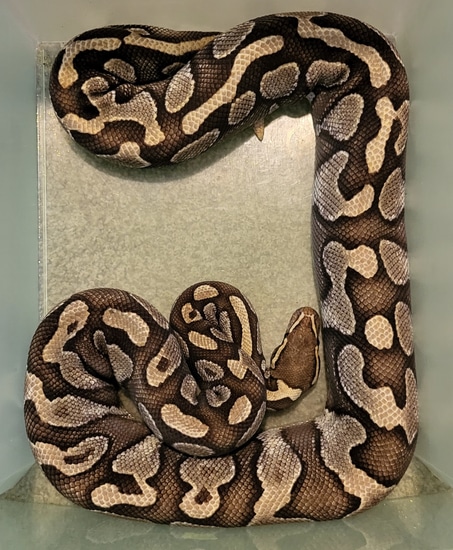 Lesser Ball Python by Harris Herps