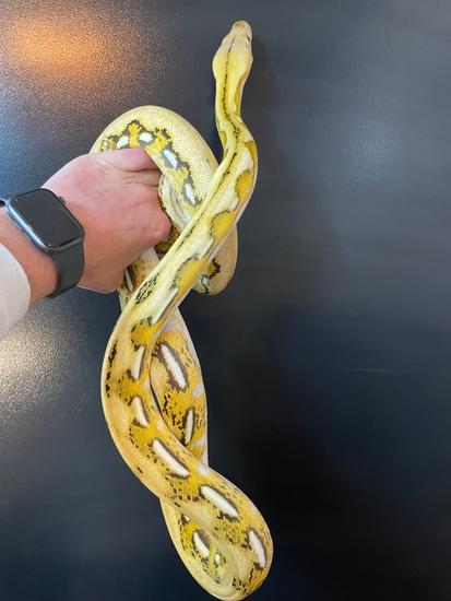 Tiger Lemonglow DH Purple/Anthrax Reticulated Python by Colorado Chameleon