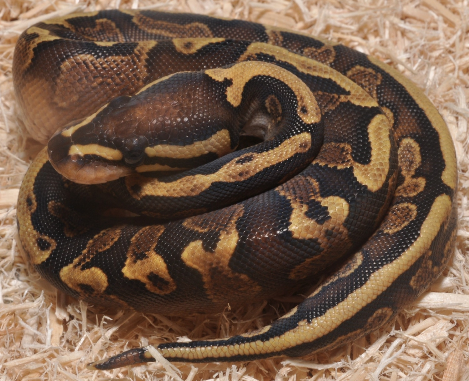 GHI YB Het Pied SALE Ball Python by Sixth Sense Exotics MorphMarket