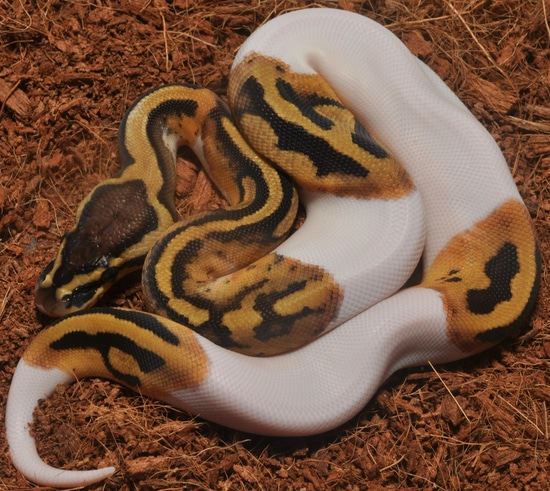 Fire Pied - SALE Ball Python by Sixth Sense Exotics