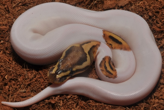 OD Enchi Fire Pied - SALE Ball Python by Sixth Sense Exotics
