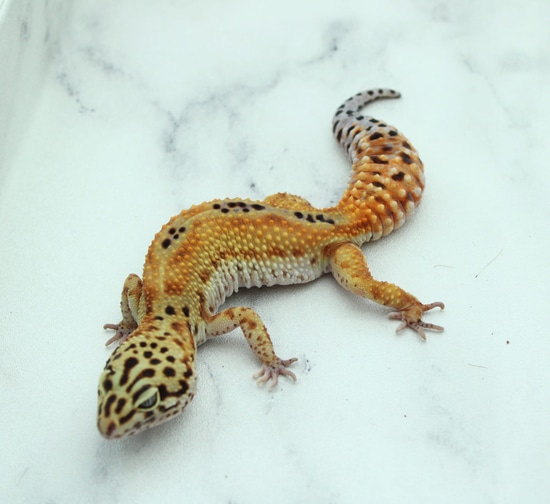 Stonewash Blood Cross Het Tremper Leopard Gecko by CNM Reptiles