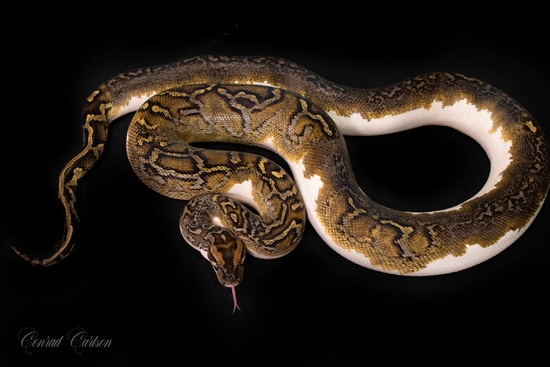 Pied Poss Het Albino Proven Breeder! Burmese Python by CNR Reptiles