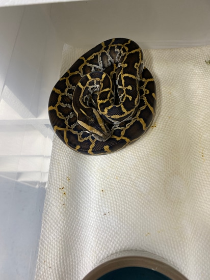 Double Het Caramel Pied Burmese Python by CNR Reptiles