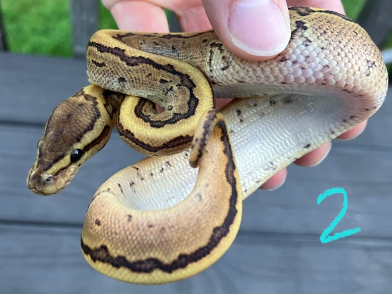 Fire Pinstripe Ball Python by Great Lakes Snakes