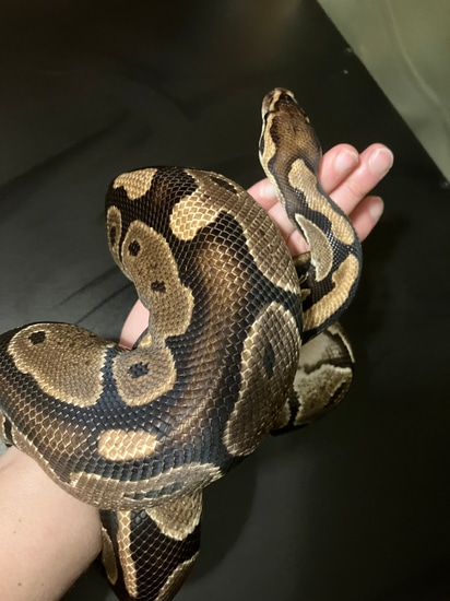 Normal Adult Female Ball Python by Great Lakes Snakes