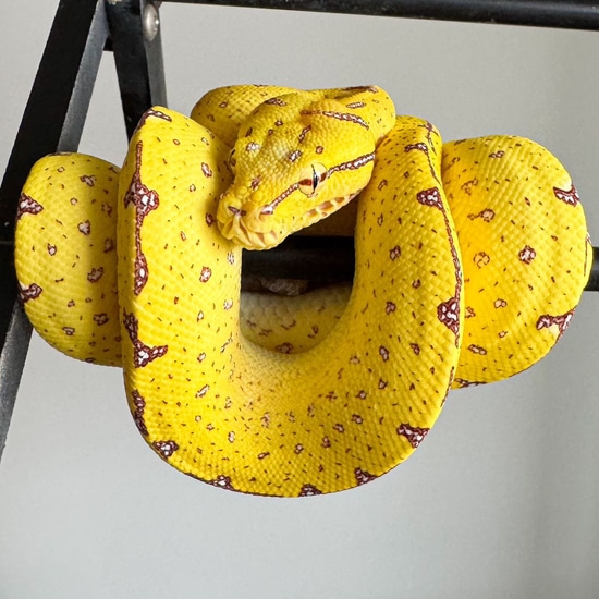 USCBB Designer Green Tree Python by Coastal Morelia