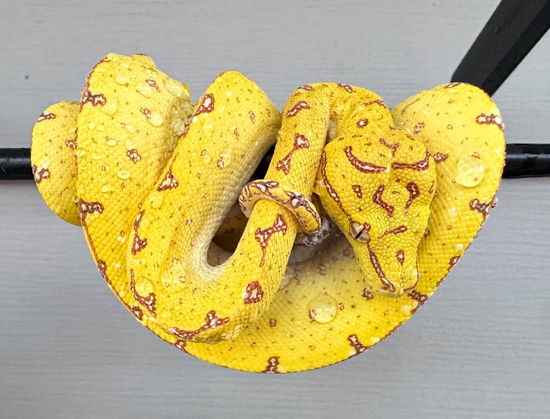 USCBB Designer Green Tree Python by Coastal Morelia