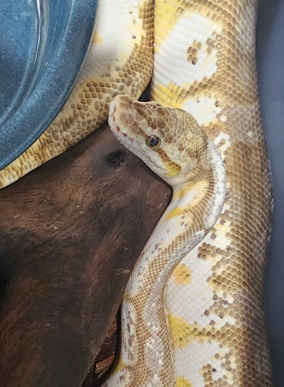 Lesser Spider Python Calico Lesser Spider Ball Python by Coastal Scales LLC