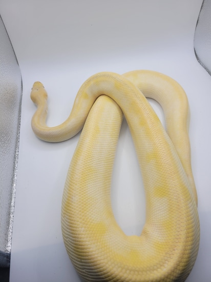 Pastel , Champagne, Enchi , Coral Glow Ball Python by Mythical Morphs