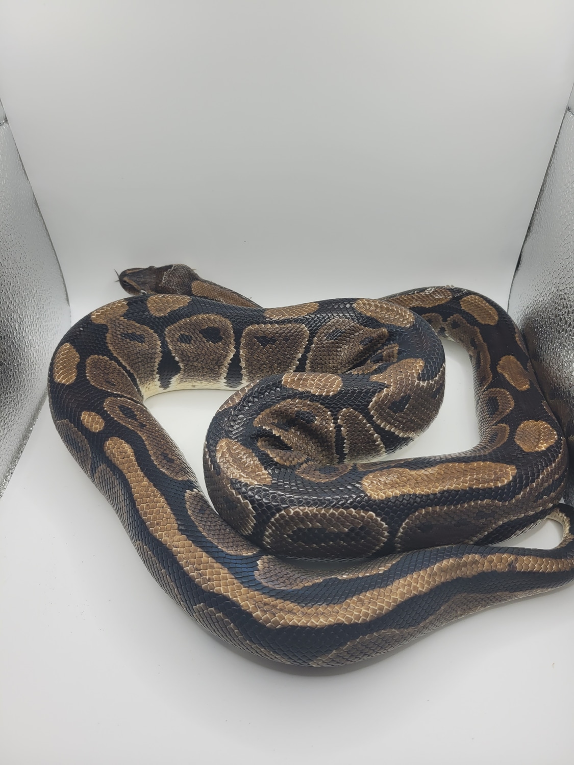 Normal Ball Python by Mythical Morphs - MorphMarket