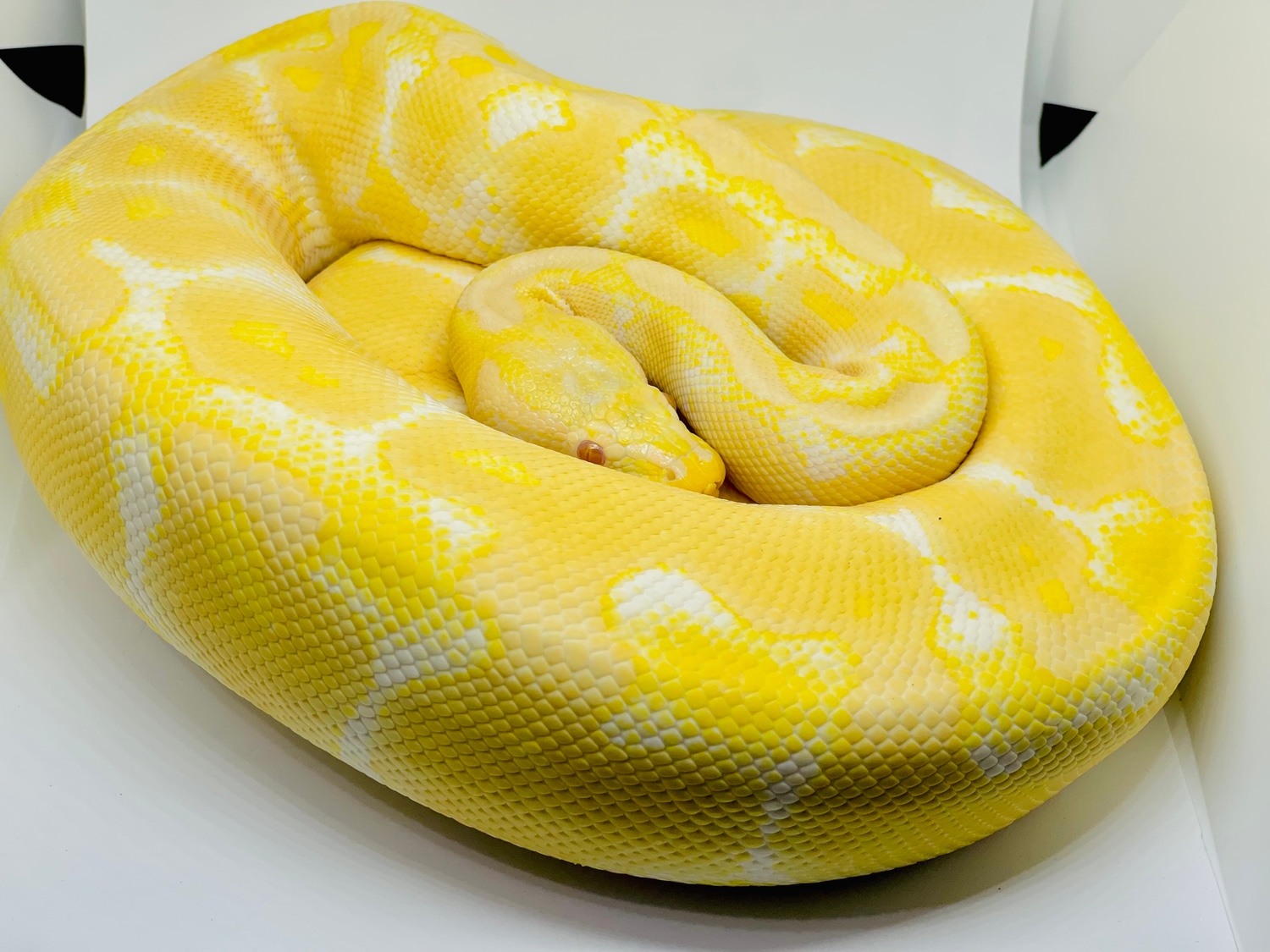 Albino Pastel Ball Python by Codex Reptiles TriState Unlimited LLC ...