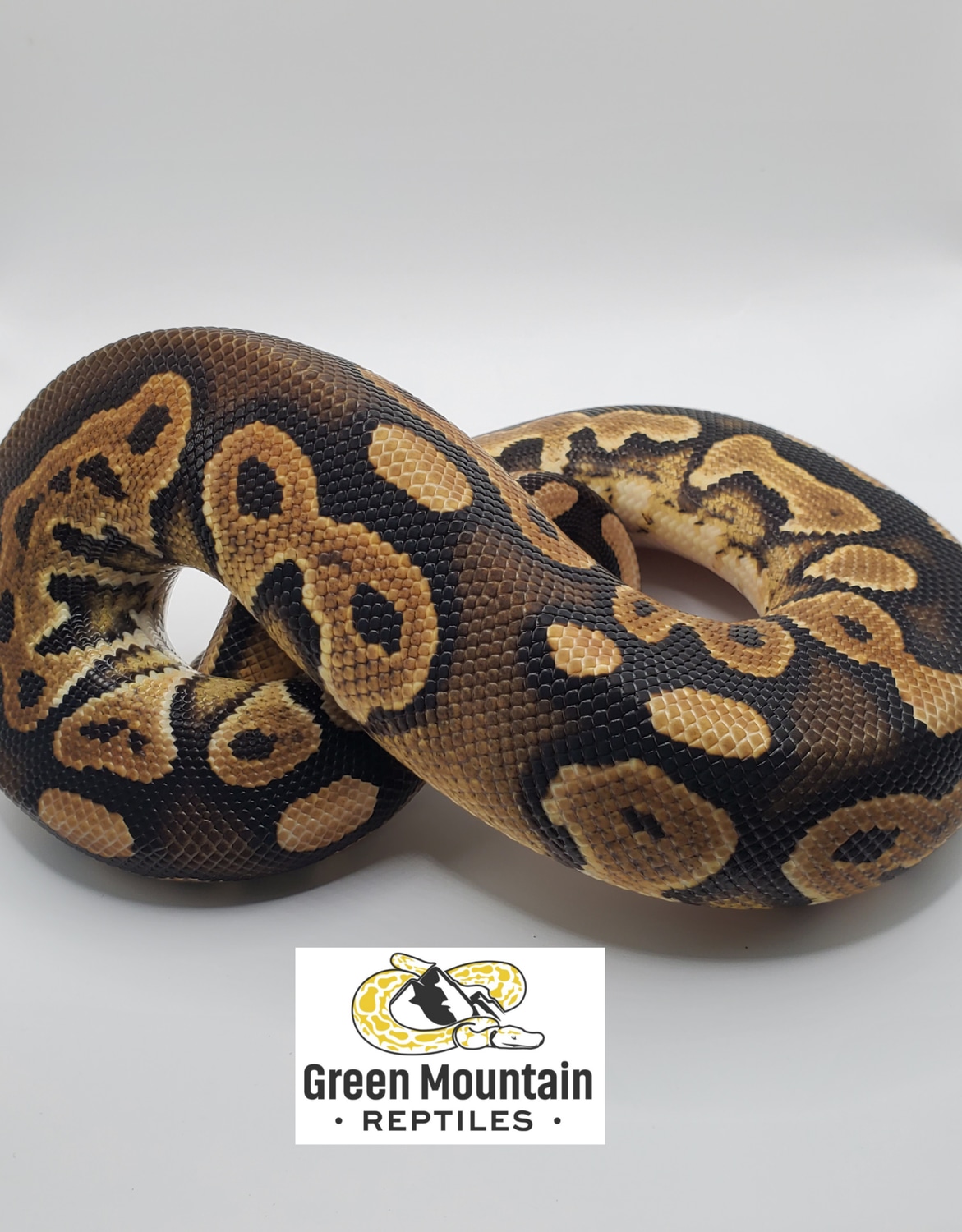 Cinnamon Het Pied Ball Python by Green Mountain Reptiles - MorphMarket