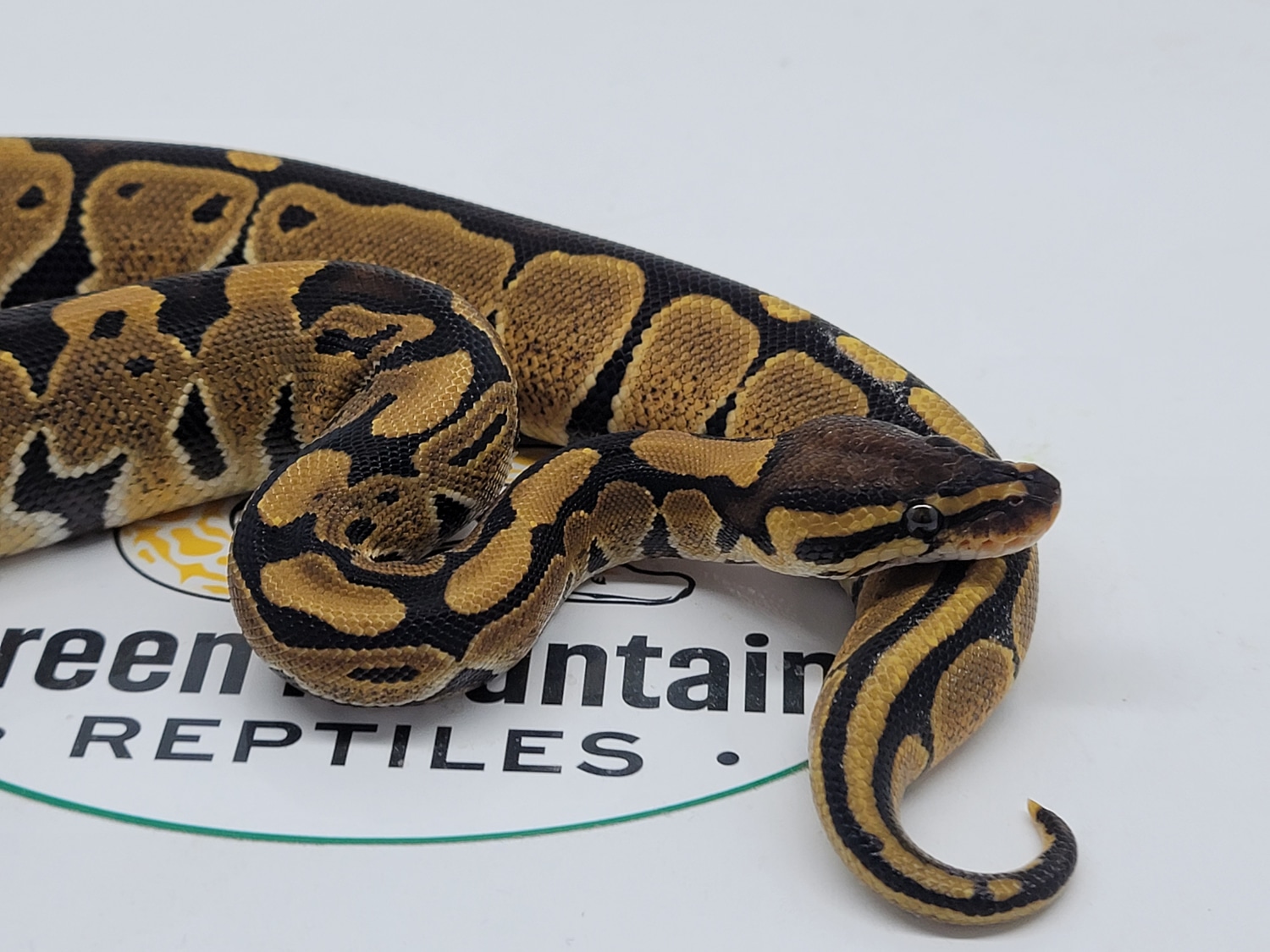 Normal Ball Python Green Background Normal Ball Python by Green Mountain Reptiles - MorphMarket