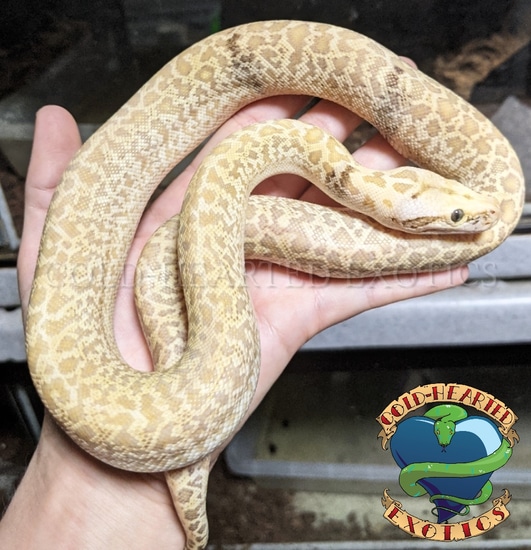 Enigma Line Hypo Granite Paradox 100% Het Albino PH Green Burmese ...