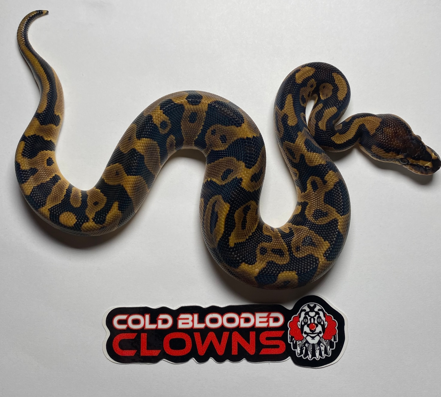 Leopard Het Clown Ball Python by Cold Blooded Clowns MorphMarket