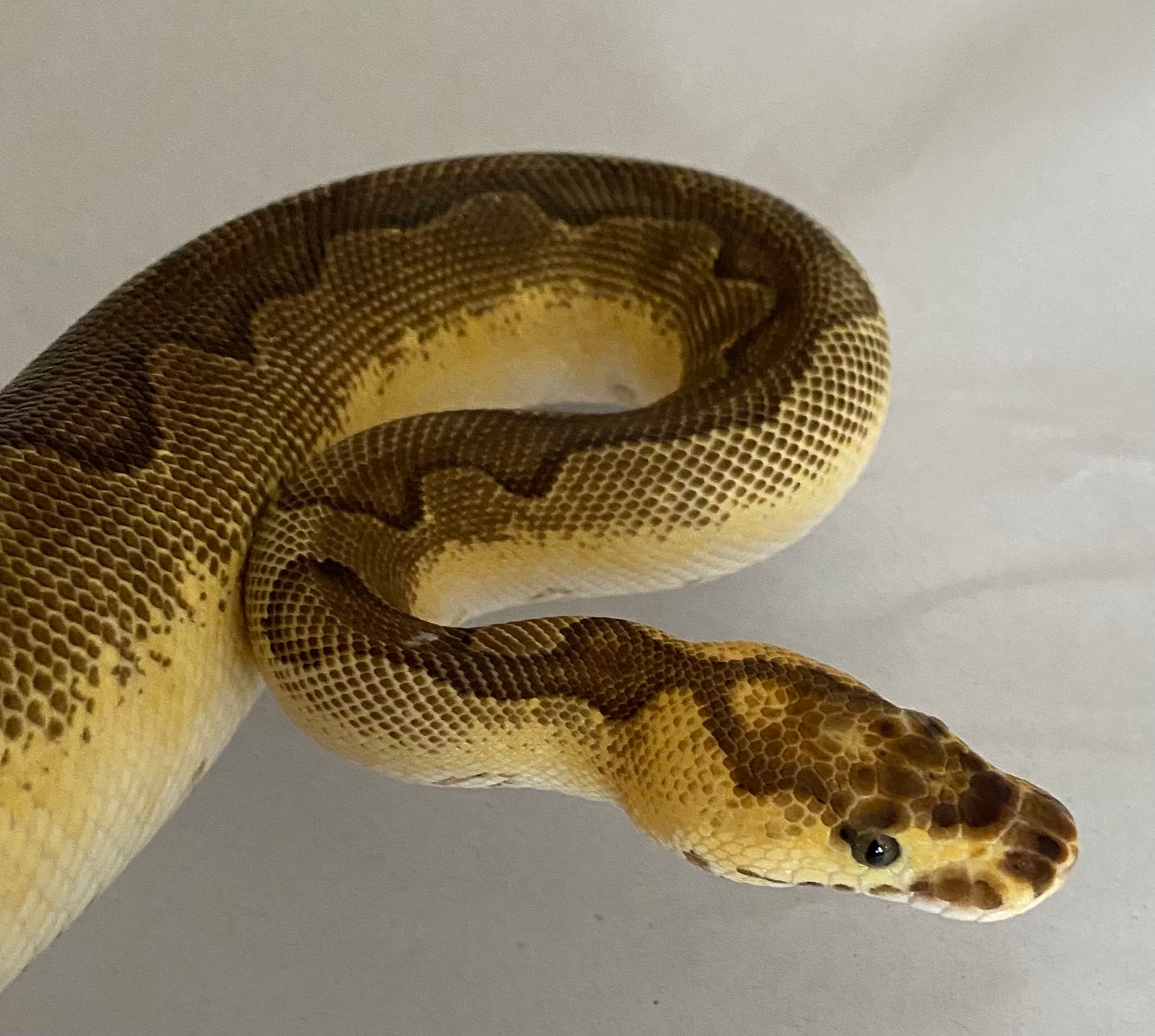 Orange Dream, Enchi, Vanilla, Clown Ball Python by Cold Blooded Clowns ...