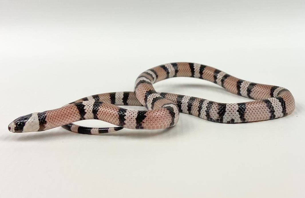 Photo inspiration: Fresh Look at Anery Honduran Milk Snake By Cold Blood Creations
