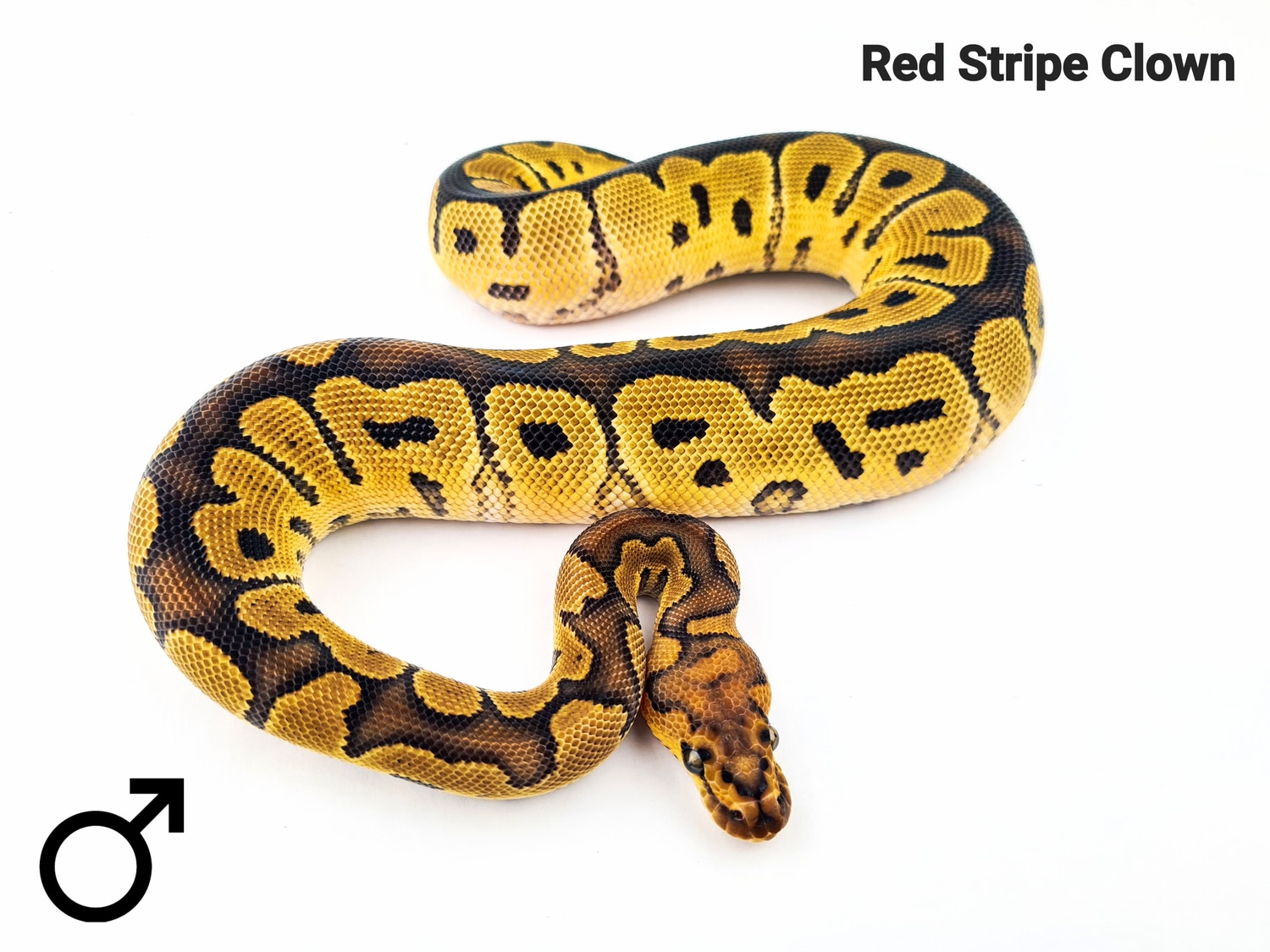 Red Stripe Clown Ball Python by Cold Blooded Arts - MorphMarket