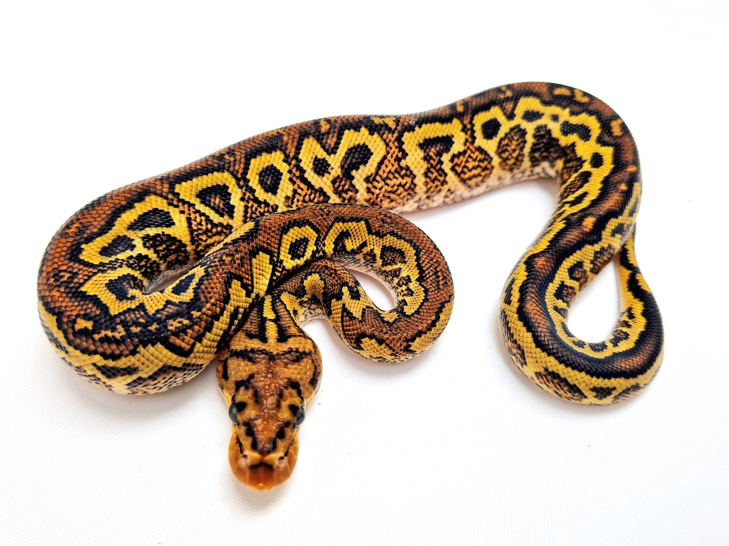 Bongo Spotnose Red Stripe YB Clown (Bongo Pompeii) Ball Python by Cold