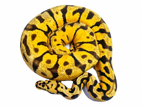 Spotnose Orange Dream Enchi Pastel Pos YB 100% Het Clown (Ready To ...