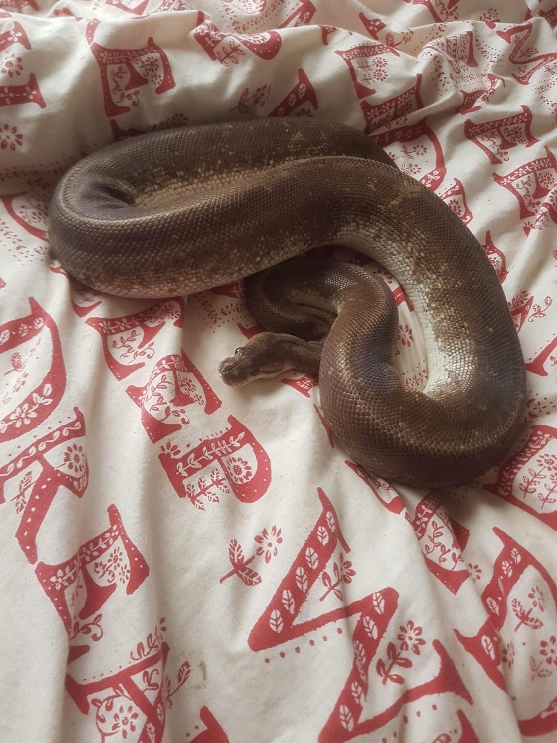 Silver Bullet Ball Python by Cold Blooded Courts - MorphMarket