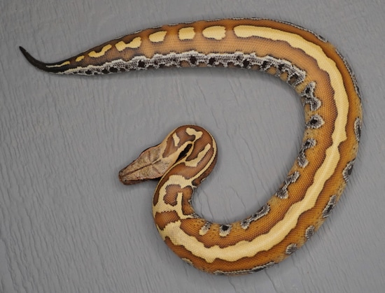 Genetic Stripe 100% Double Het Pied/T+ Albino Blood Python by Cold ...