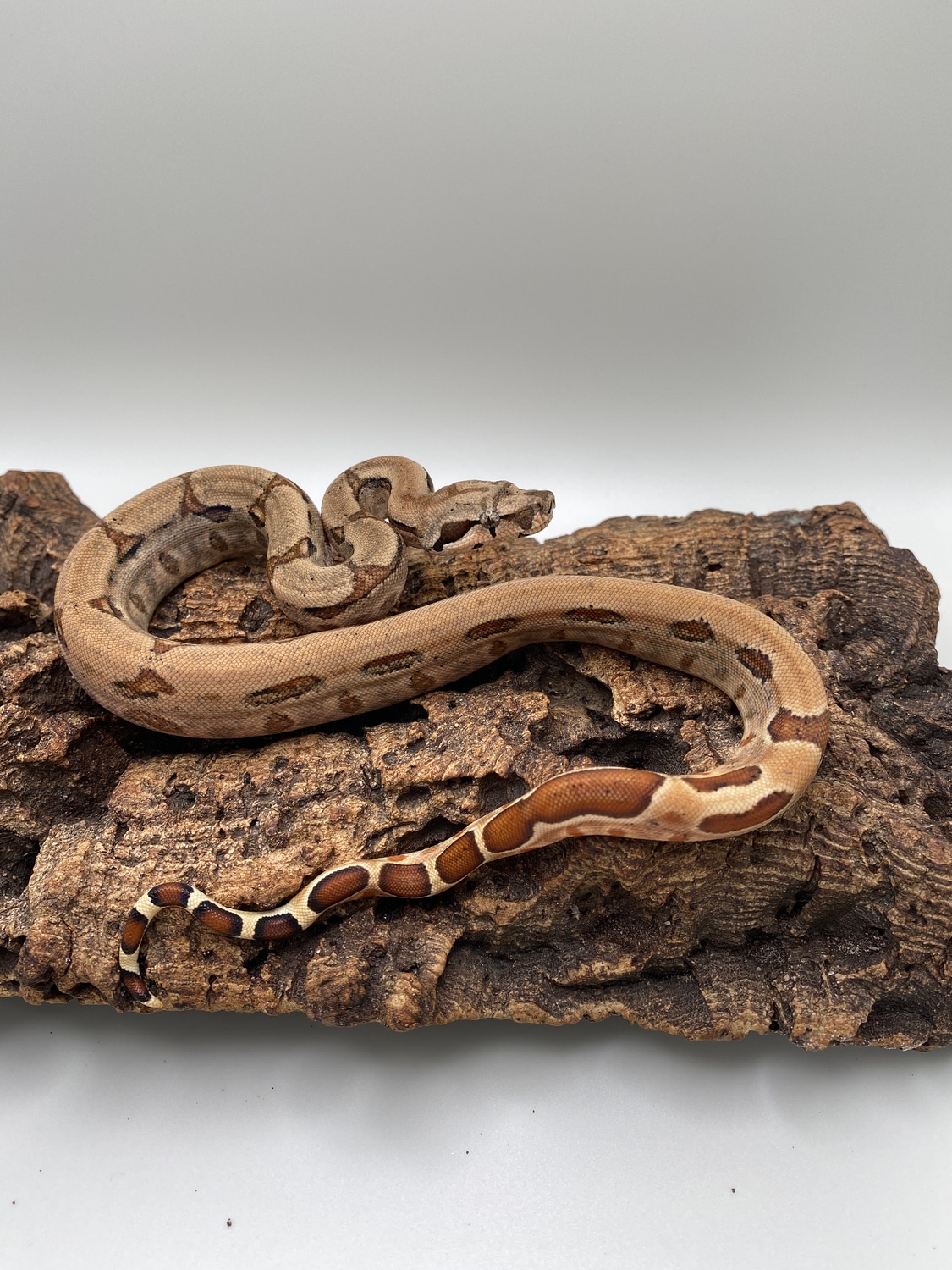 Super Hypo Het Blizzard Boa Constrictor by Russo Family Serpents ...