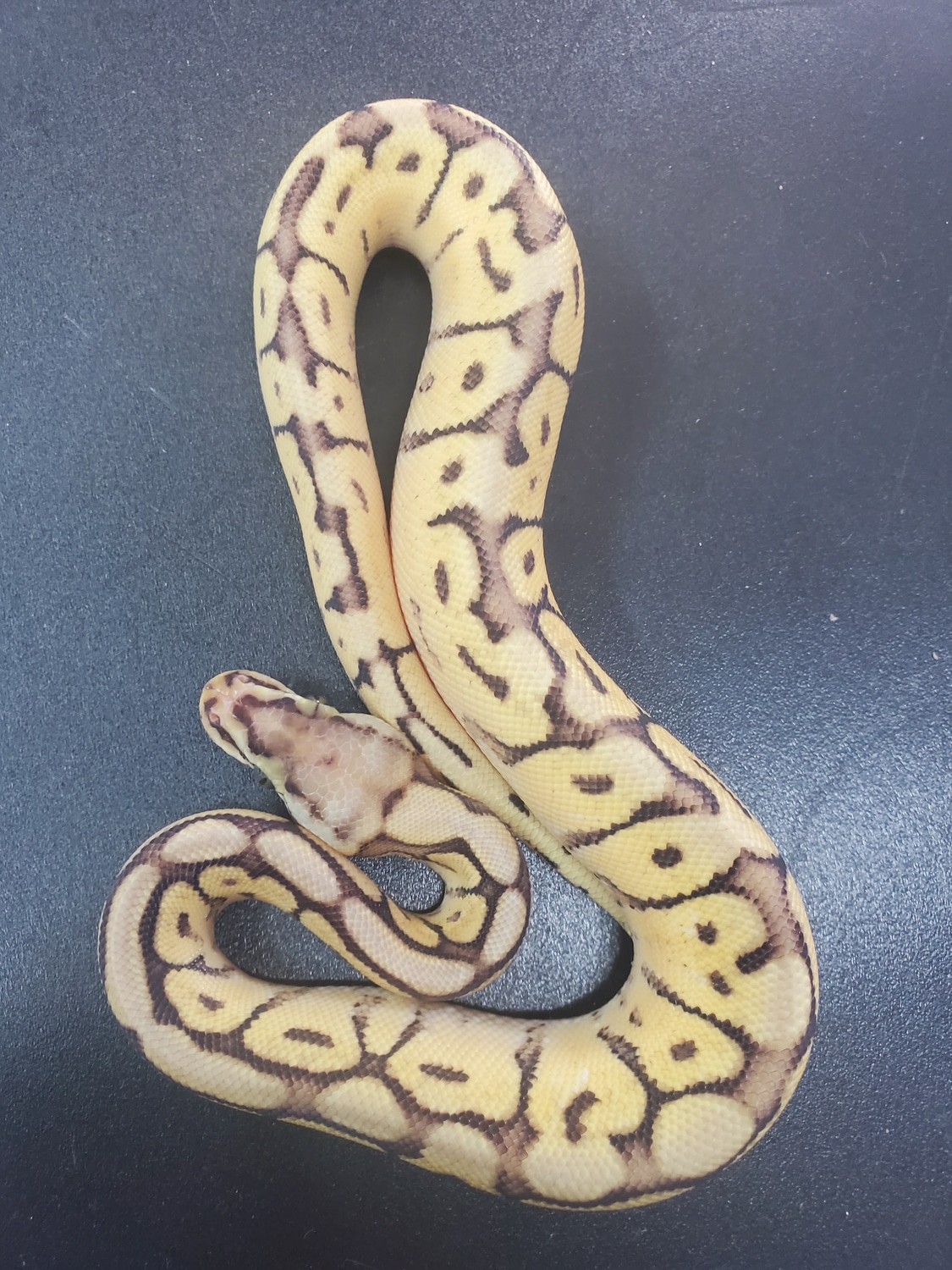 Pastel Mojave Spider Ball Python by Cold Blooded Pets Llc - MorphMarket