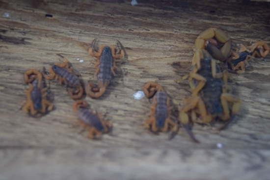 Curated visual reference: Visual Reference: T Serrulatus 2 3I Scorpion By Cold Blooded Pets Llc