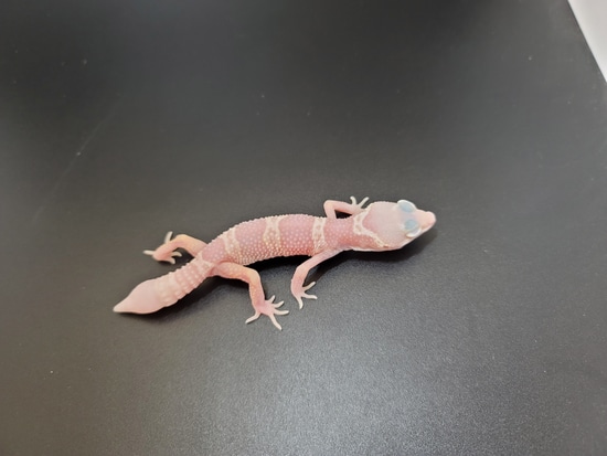 Curated visual reference: Cold Blooded Pets Reference: Tremper Albino Mack Snow Leopard Gecko By Cold Blooded Pets