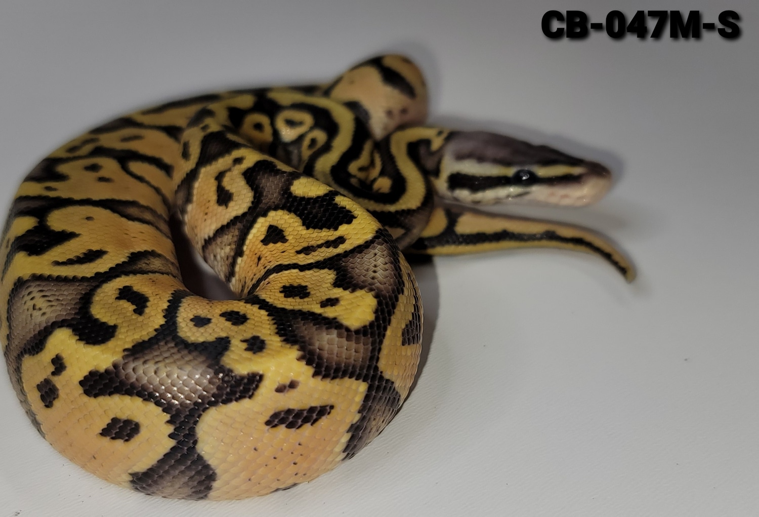 Super Pastel Enchi Ball Python by Elevated Exotics MorphMarket