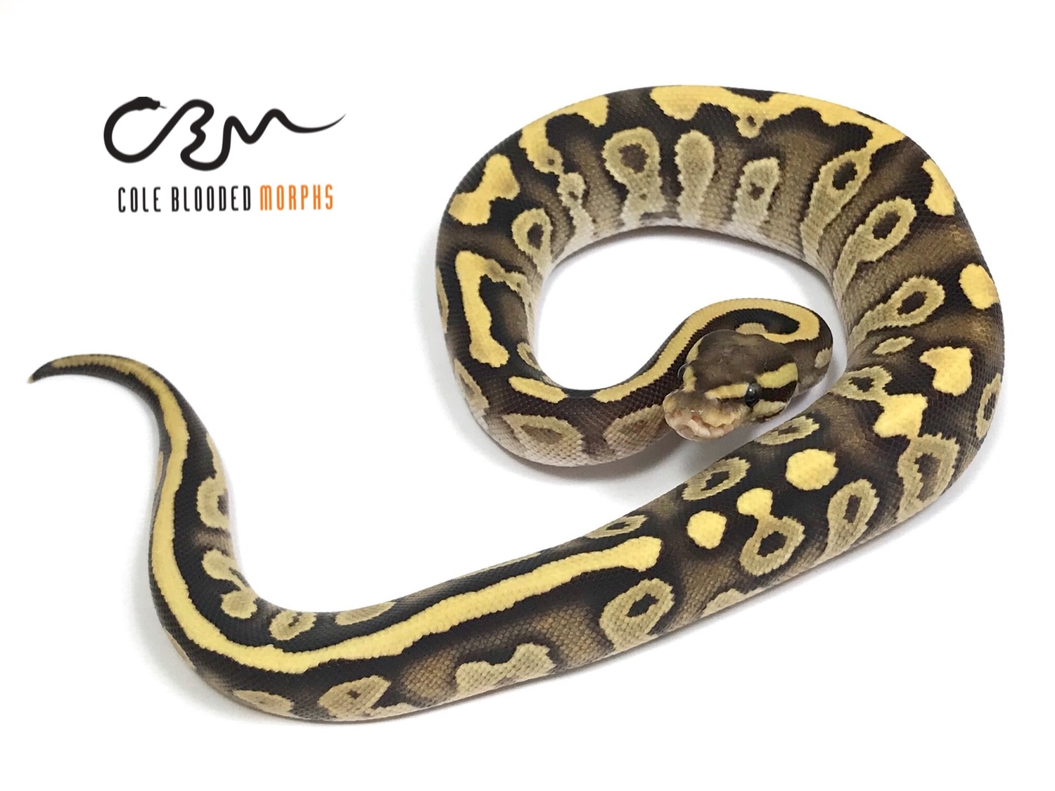 Fire Mojave Ball Python by Cole Blooded Morphs - MorphMarket