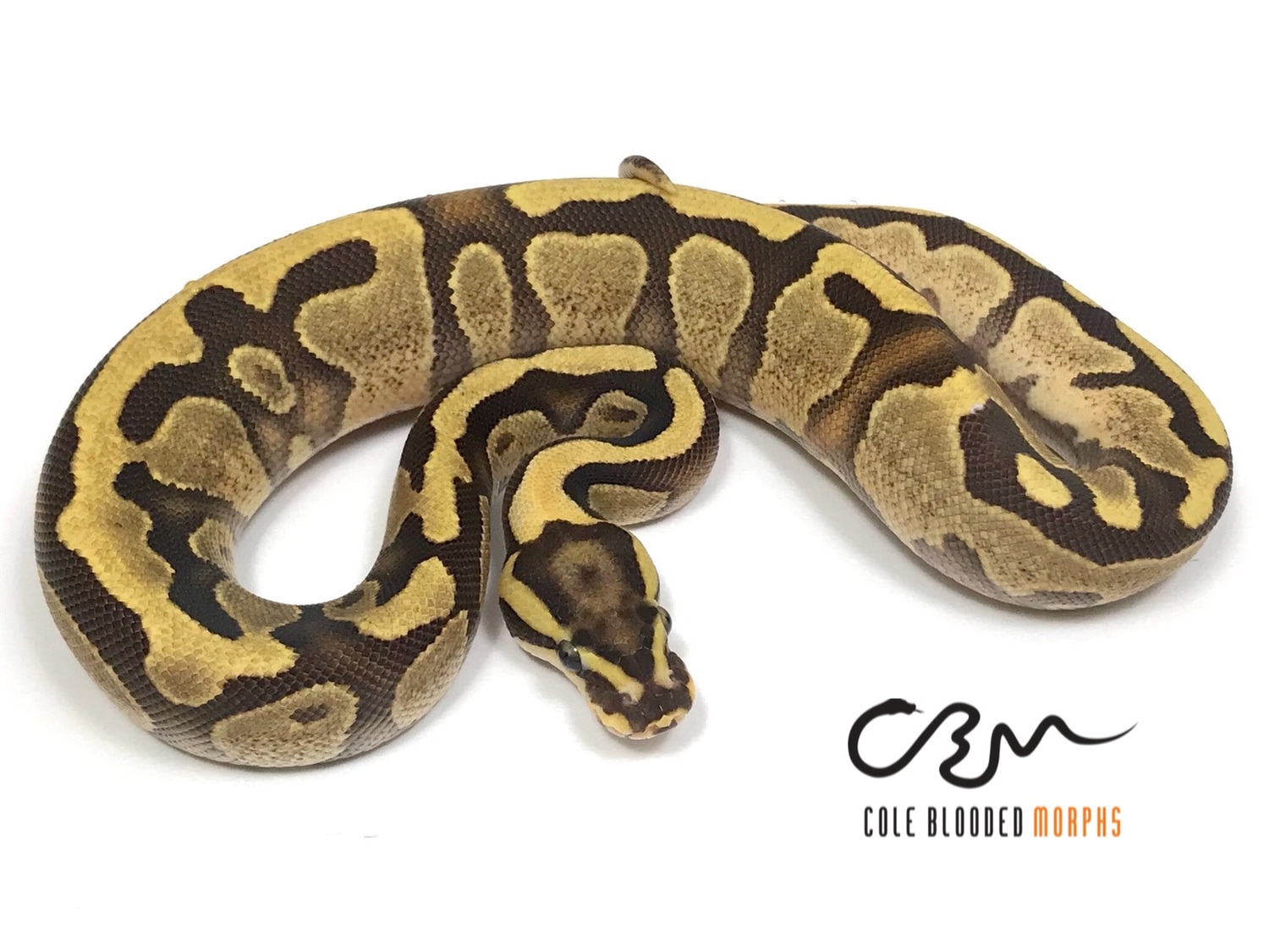 Enchi Fire Ball Python by Cole Blooded Morphs - MorphMarket