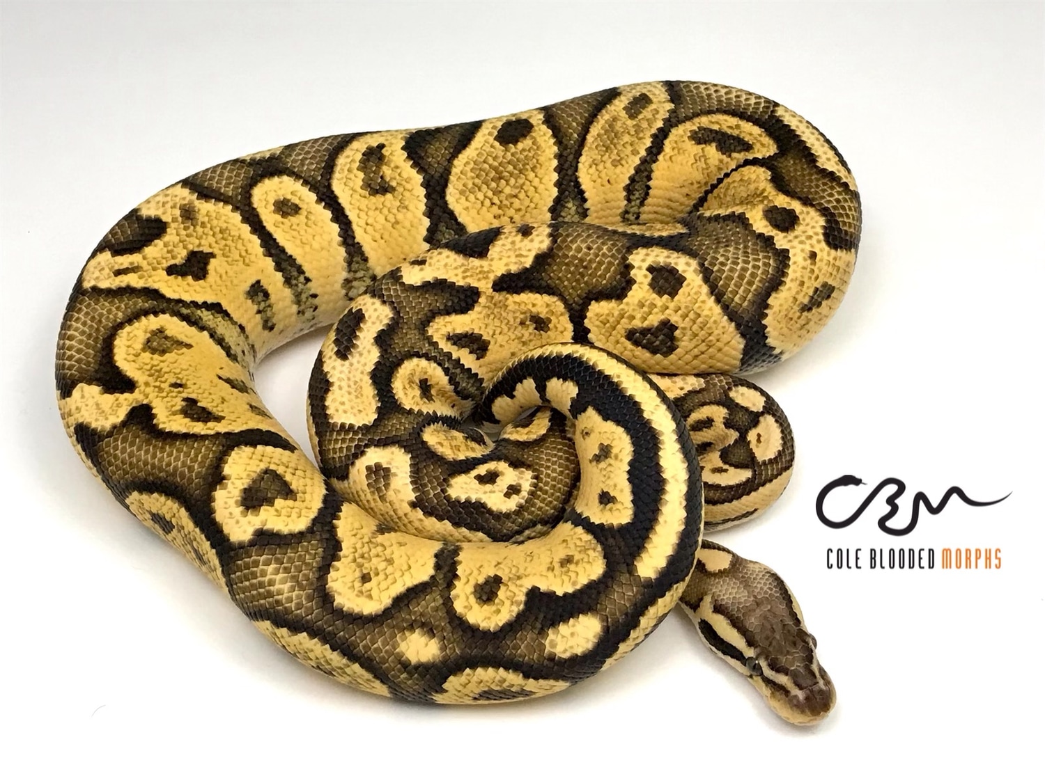 Firefly Het Black Axanthic (Ready To Breed) Ball Python by Cole Blooded ...