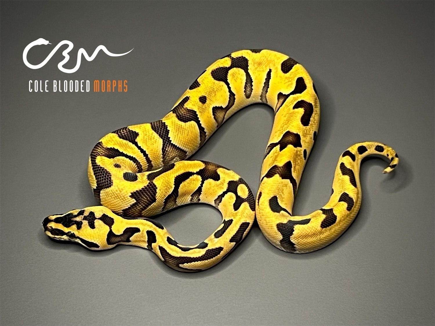 Super Enchi Pastel Pos. Chocolate 66% Double Het Hypo Clown Ball Python ...